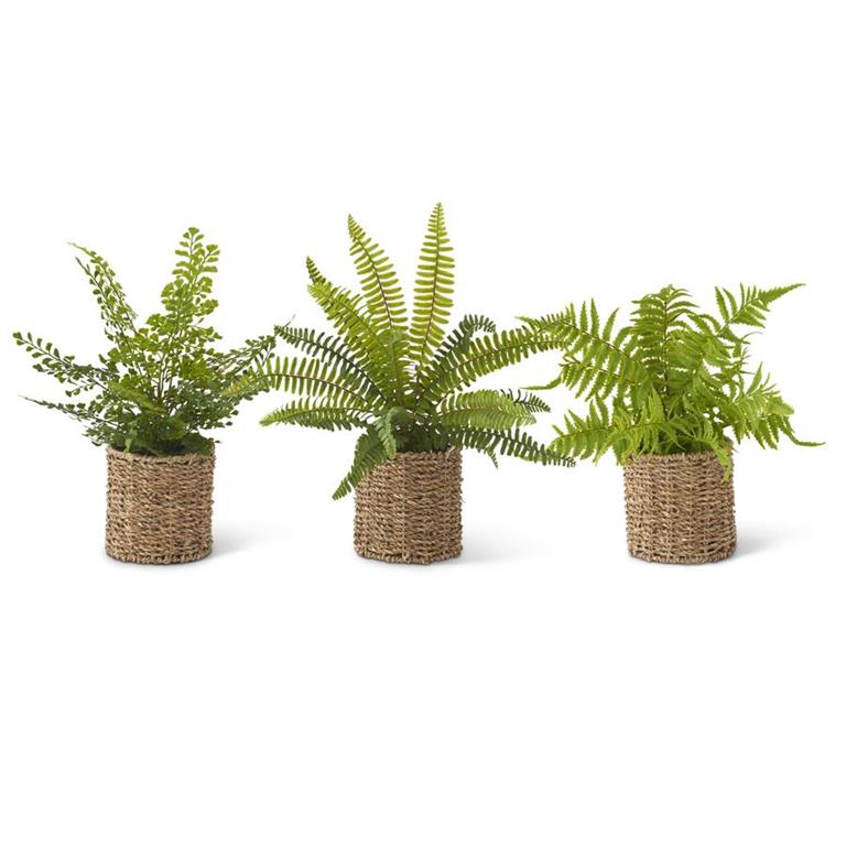 Fern in Woven Pot - 3 Styles