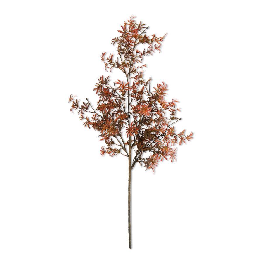 Fall Japanese Maple Stem