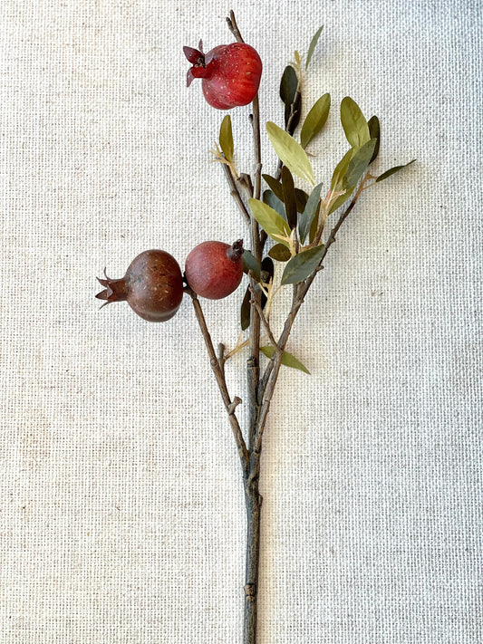 Pomegranate Cutting Stem