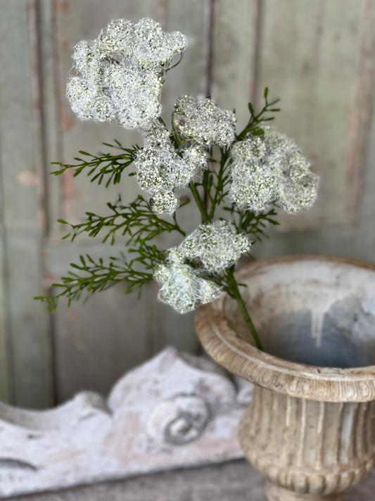 Queen's Lace Spray - Cream