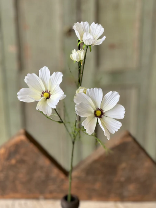 Cosmos Stem- White