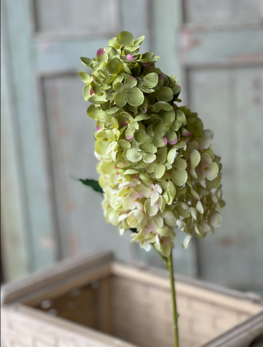 Summit Hydrangea- Green