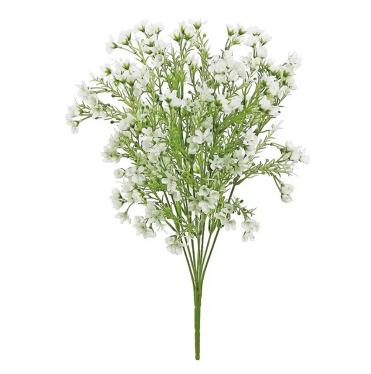 Waxflower Bush- White