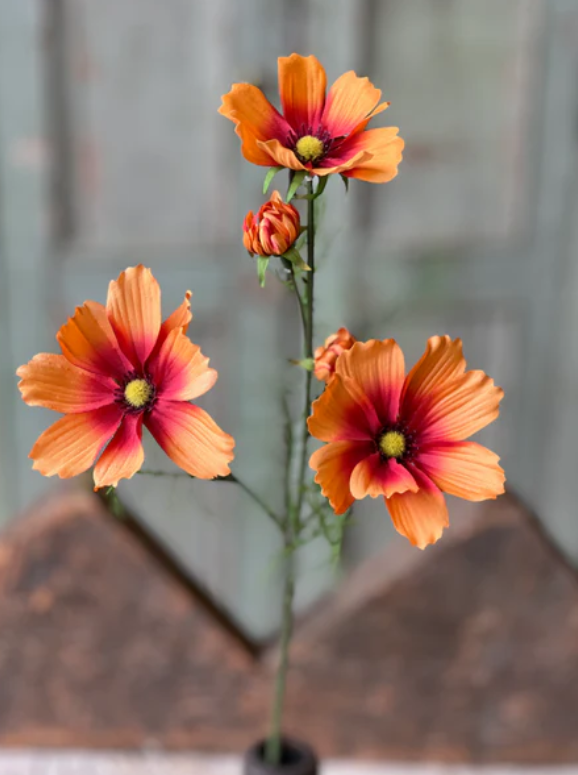 Orange Cosmos Stem - 24"