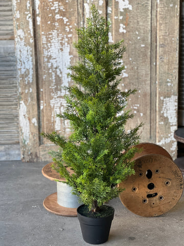 Colonnade Cedar Tree - 3ft