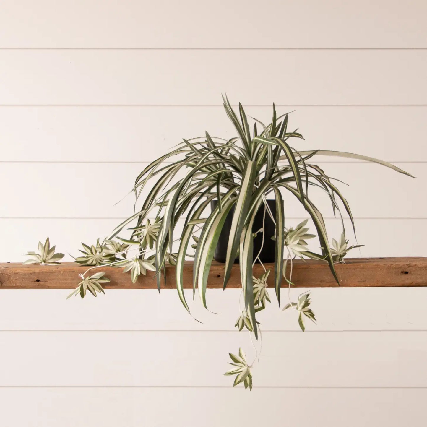 Potted Spider Plant