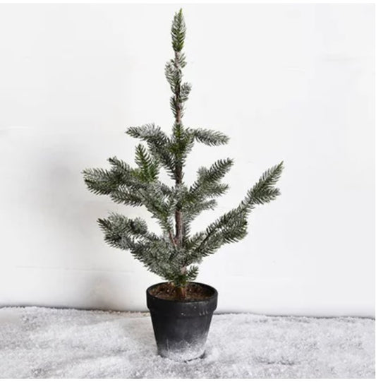 Short Pine Tree in Charcoal Pot